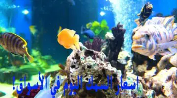 بلطي وبوري .. اسعار السمك اليوم الاثنين 29/4/2024 في سوق العبور والإسكندرية