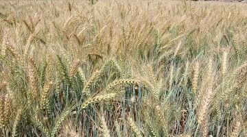 تعرف على أهم التأثيرات المناخية للفترة الحالية على المحاصيل الزراعية – الجريدة