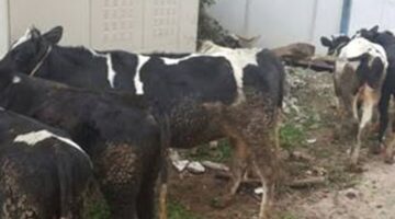 سوهاج.. مصرع مسن دهسه قطار بجرجا – الجريدة