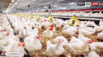 ارتفاع سعر الفراخ الحمراء اليوم الإثنين بالمزرعة.. بكام النهاردة | الاقتصاد – الجريدة