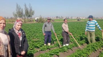 ندوة عن التوصيات الفنية للمحاصيل الحقلية الشتوية لزيادة الإنتاجية بكفر الشيخ – الجريدة