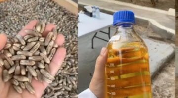 ماذا يحدث فى الجسم عند شرب منقوع نواة التمر.. فوائد مذهلة – الجريدة