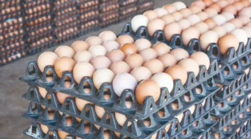 بلاطو البيض يصل لثمن تاريخي في مدينة مغربية – الجريدة