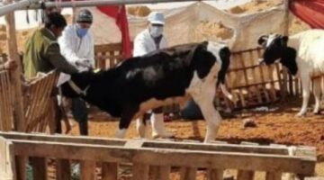 تحصين 114 ألف رأس أبقار وأغنام ضد الجلد العقدي وجدري الأغنام – الجريدة