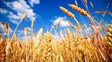 صادرات القمح الروسية إلى المغرب تشهد قفزة ضخمة – الجريدة