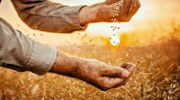خاص| مصر وتحديات الأمن الغذائي.. كيف نجحت الدولة في تحقيق المخزون الاستراتيجي رغم الأزمات العالمية؟ – الجريدة