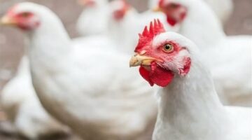 ارتفاع الأسعار بزيادة الطلب وعيد الفطر