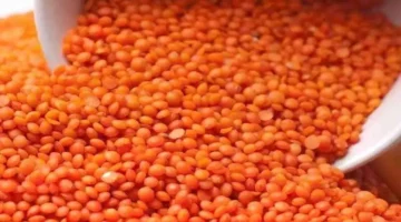 انخفاض أسعار العدس بالأسواق اليوم