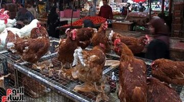 أسعار الفراخ البيضاء اليوم في الإسماعيلية