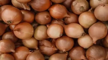 البصل يتراجع.. أسعار الخضروات والفاكهة اليوم بسوق العبور