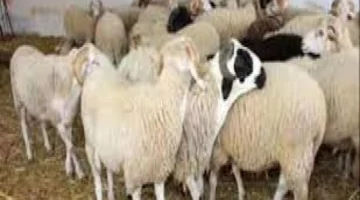 ارتفاع جنوني في أسعار المواشي واللحوم بعدن