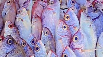أسعار الأسماك اليوم بأسواق مطروح 30-3-2025