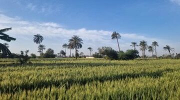 طقس دافئ ومشمس بسوهاج نهاية رمضان