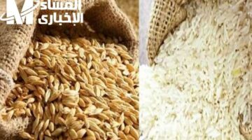 أسعار الأرز الشعير اليوم 24/3/2025