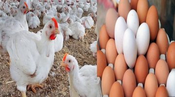 انخفاض جنوني في أسعار الدواجن.. الفراخ نزلت جامد! هل سعر البيض تأثر اليوم الأحد؟