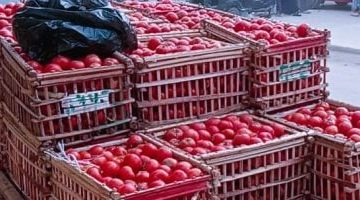 أسعار الخضروات اليوم في مطروح الخميس 10-4-2025.. الطماطم تبدأ من 6 جنيهات