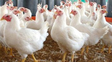 أسعار الفراخ البيضاء اليوم في بورصة الدواجن السبت 19-4-2025 جذابة ومحدثة.