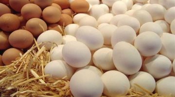 اكتفاء مصر الذاتي من الدواجن والبيض.. تصريحات شعبة الدواجن توضح التفاصيل