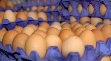 أسعار البيض اليوم الأحد: تعرف على التحديثات الجديدة والتغيرات الآن!