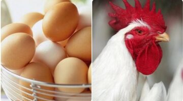 أسعار الدواجن اليوم الجمعة 2-5-2025 بعد الزيادة الأخيرة وهذا سعر كرتونة البيض حسب بيان البورصة