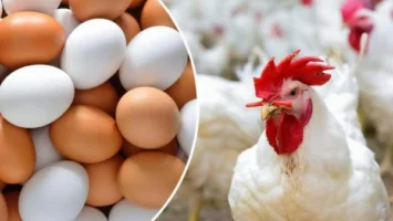 تواصل الصعود.. أسعار الدواجن اليوم الجمعة بالأسواق