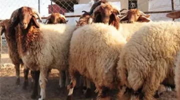 أسعار خروف العيد أونلاين .. مع اقتراب عيد الأضحى لعام 2025 تعرف على أسعار الأضاحي فى الآسواق المصريه �الكيلو قايم بكام؟�