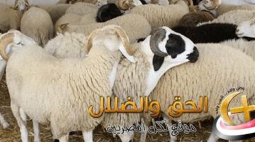 قبل عيد الأضحى: ارتفاع أسعار المواشي 12% زيادة عن الأسعار العام الماضي.. شوف هتجيب الكيلو بكام