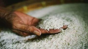 سعر طن الأرز الشعير اليوم الإثنين 19 مايو 2025 بالأسواق