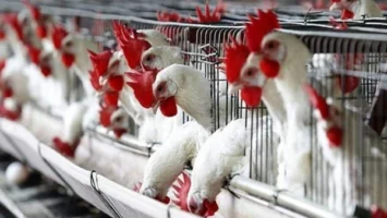 10 جنيهات.. هبوط قوي في أسعار الدواجن بالأسواق