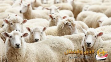 اعرف امتى عيد الأضحى بعد إعلان الإفتاء العاجل بخصوص شهر ذو الحجة.. استعد لـ أكبر إجازة في السنة.. اعرف كل تفاصيل “العيد الكبير”!
