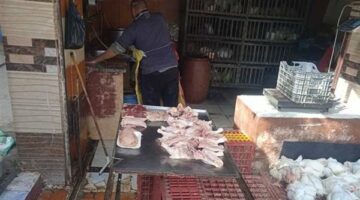 سعر دجاج الساسو اليوم | الحق والضلال