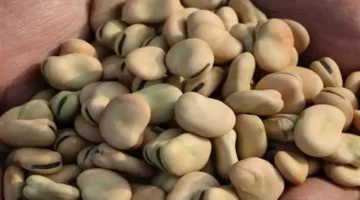 ارتفاع أسعار الفول والزيت واللحوم اليوم السبت 17-5-2025 بالأسواق (موقع رسمي)