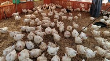 أسعار الدواجن والبيض بأسواق القليوبية اليوم الثلاثاء 13-5-2025