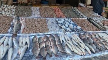 أسعار الأسماك اليوم الخميس 15–5- 2025 بأسواق محافظة مطروح.. البورى بـ 130 جنيها