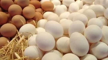 أسعار البيض والبقوليات اليوم الثلاثاء 13-5-2025 في سوهاج.. كرتونة البيض بـ 120 جنيه