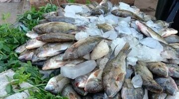 أسعار الأسماك بأسواق القليوبية اليوم الخميس 15-5-2025.. البلطى 70 جنيها