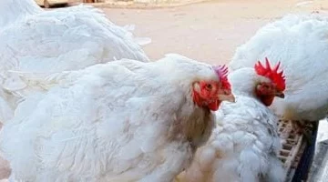 أسعار الفراخ بأسواق مطروح اليوم السبت 7-6-2025.. الكيلو بـ65 جنيها