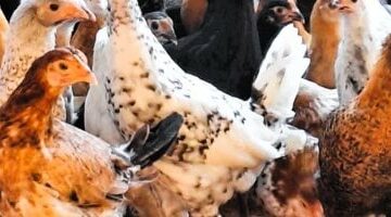 أسعار الفراخ اليوم السبت 31- 5-2025 بأسواق مطروح.. البلدى بـ 140 جنيها