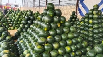 شعبة الخضر والفاكهة باتحاد الغرف التجارية تكشف موعد هبوط أسعار فاكهة الصيف