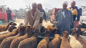 استعدادا لعيد الأضحى.. تجار الماشية بدمياط: خفضنا الأسعار للتخفيف على المواطن