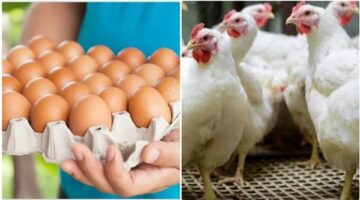 ارتباك في قطاع الدواجن.. لماذا ارتفعت أسعار الفراخ والبيض رغم “شبه الاكتفاء الذاتي”؟