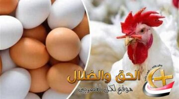 تحقيق رسمي وتحرك عاجل”.. الزراعة تتدخل بعد تصريح صادم بفقدان 30% من الثروة الداجنة.. والأسعار ترتبك: البيض مستقر والدواجن مستقرة “حتى الآن