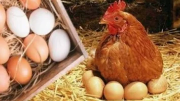 قبل العيد.. مفاجأة فى أسعار الدواجن والبيض اليوم السبت