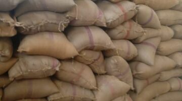جولات ميدانية لمتابعة موسم توريد القمح المحلي