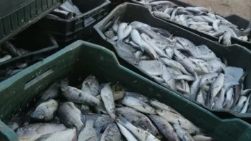أسعار الأسماك والمأكولات البحرية اليوم الأحد 25 مايو 2025.. كم سعر الكابوريا؟