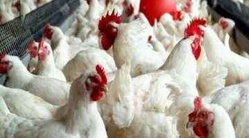 استقرار أسعار الدواجن والبيض في الأسواق المصرية اليوم الثلاثاء 20 مايو 2025