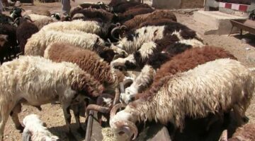 خراف حية ولحوم طازجة.. التموين تعلن استعدادات عيد الأضحى المبارك