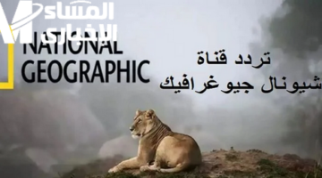 الغابة دخلت بيتك فعليًا .. تردد ناشونال جيوغرافيك الجديد يخليك تحسّ إنك وسط الطبيعة تجربة ساحرة