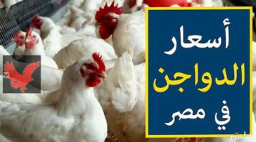 “الستات مصدومين من اللي حصل!”.. تعرف علي أسعار الفراخ البيضاء اليوم الأحد 18 مايو 2025 في بورصة الدواجن .. الأسعار ولعت نار !
