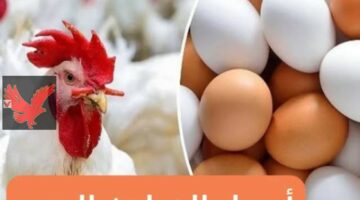 الفراخ طارت في السماء.. ارتفاع اسعار الفراخ البيضاء اليوم السبت 24 مايو 2025 في بورصة الدواجن الأسعار تشتعل بالأسواق المصرية.. لن تصدق البلدي عامل كام 